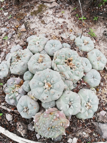 Lophophora williamsii