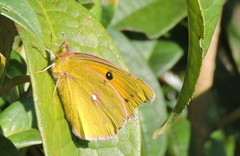 Colias fieldii
