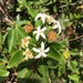 Coelospermum fragrans - Photo (c) amouly, μερικά δικαιώματα διατηρούνται (CC BY-NC)