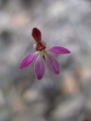 Caladenia bartlettii