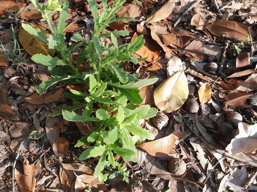 Gynura drymophila, 2023-03-02