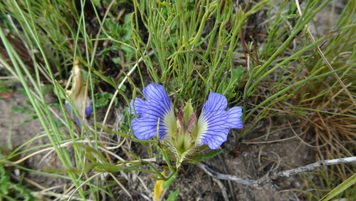 Image of Blepharis procumbens by (c) Paul Emms, some rights reserved (CC BY-SA)