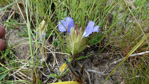 Image of Blepharis procumbens by (c) Paul Emms, some rights reserved (CC BY-SA)