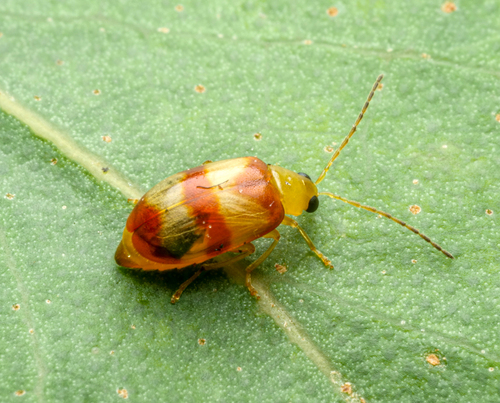 Monolepta juno · iNaturalist