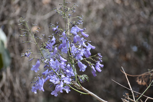 Jacaranda mimosifolia image