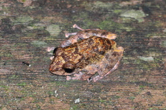 Pristimantis diadematus