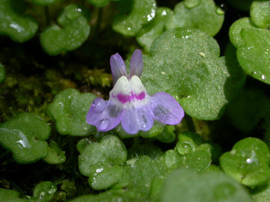 Cymbalaria aequitriloba