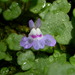 Cymbalaria aequitriloba - Photo (c) Konrad and Roland Greinwald, some rights reserved (CC BY-NC), uploaded by Konrad and Roland Greinwald