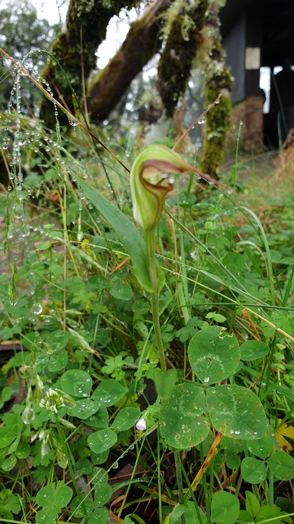 Pterostylis abrupta