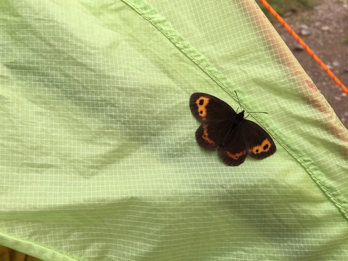 Japanese Alpine Ringlet