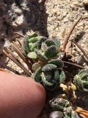 Draba asterophora