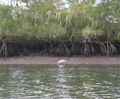 Platalea ajaja