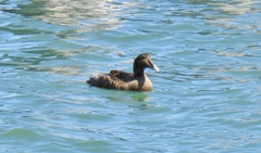 Somateria mollissima