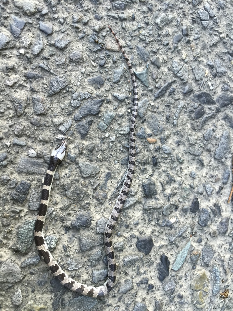 Oriental Odd-tooth Snake (Lycodon orientalis)