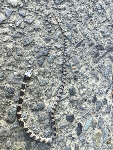 Oriental Odd-tooth Snake, Lycodon orientalis