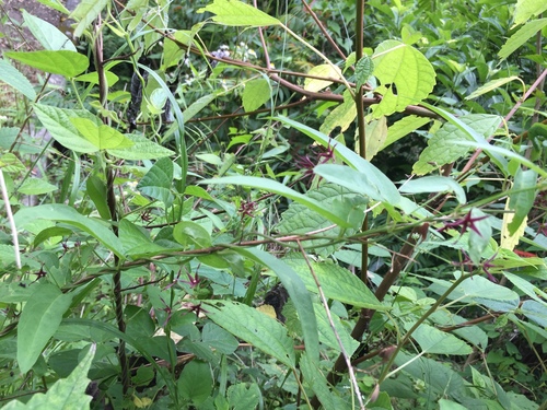 Vincetoxicum sublanceolatum iNat (1)