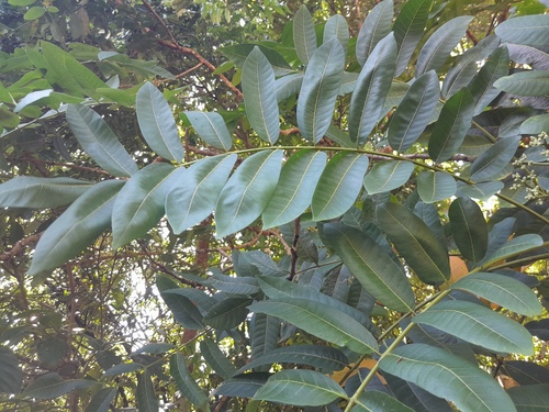 Flindersia bourjotiana, photograph 4