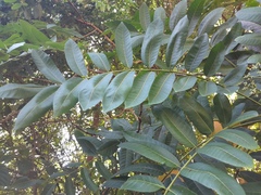 Flindersia bourjotiana, photograph (c) Steve Fitzgerald, some rights reserved (CC BY-SA)