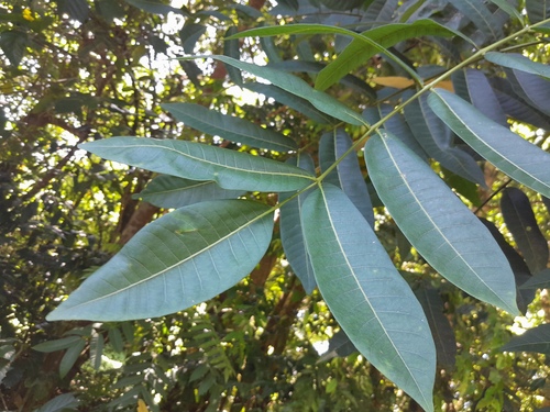 Flindersia bourjotiana, photograph 1