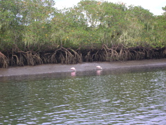 Platalea ajaja