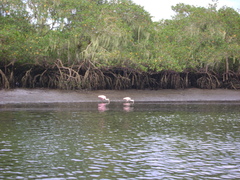 Platalea ajaja