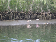 Platalea ajaja