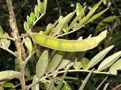 Mundulea sericea image