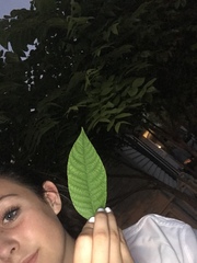 Chionanthus virginicus