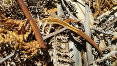 Toropuku inexpectatus