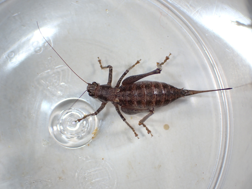Black-dotted Shieldback