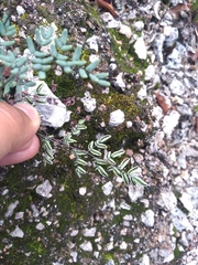 Argyrochosma formosa