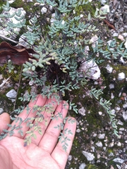 Argyrochosma formosa