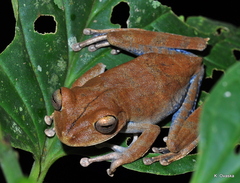 Boana calcarata