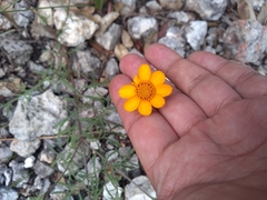 Dyssodia tagetiflora