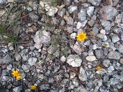 Dyssodia tagetiflora