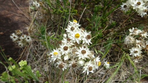 Image of Achyranthemum striatum by (c) Paul Emms, some rights reserved (CC BY-SA)