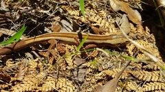 Toropuku inexpectatus
