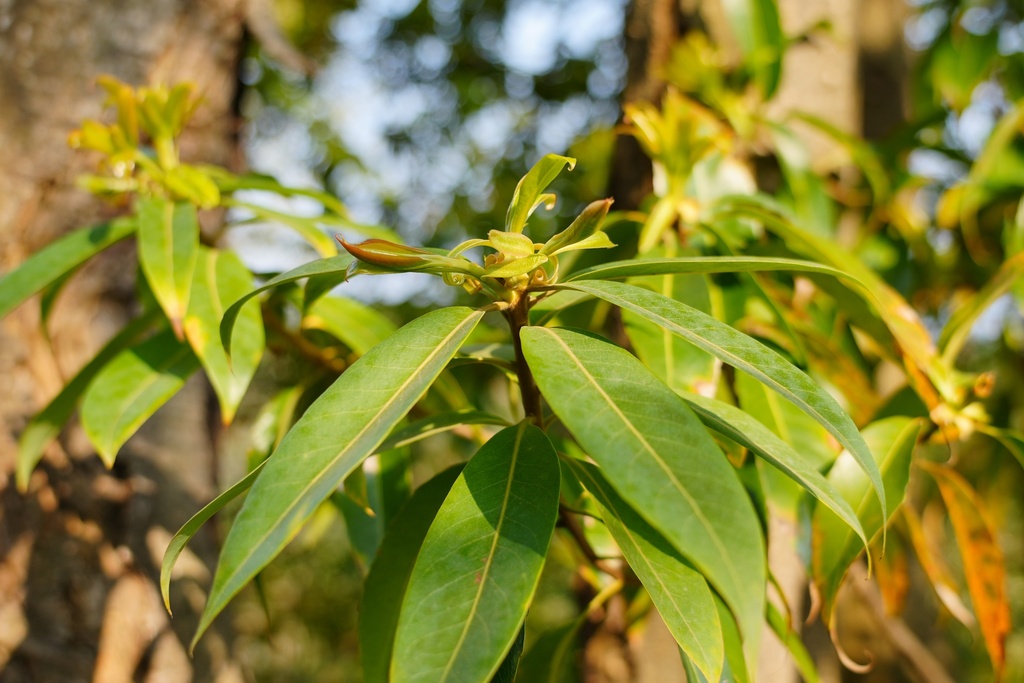 Schima argentea (Schima argentea)