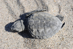 Lepidochelys kempii