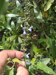 Salvia connivens