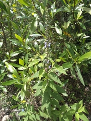 Salvia connivens