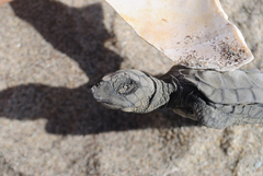 Lepidochelys kempii