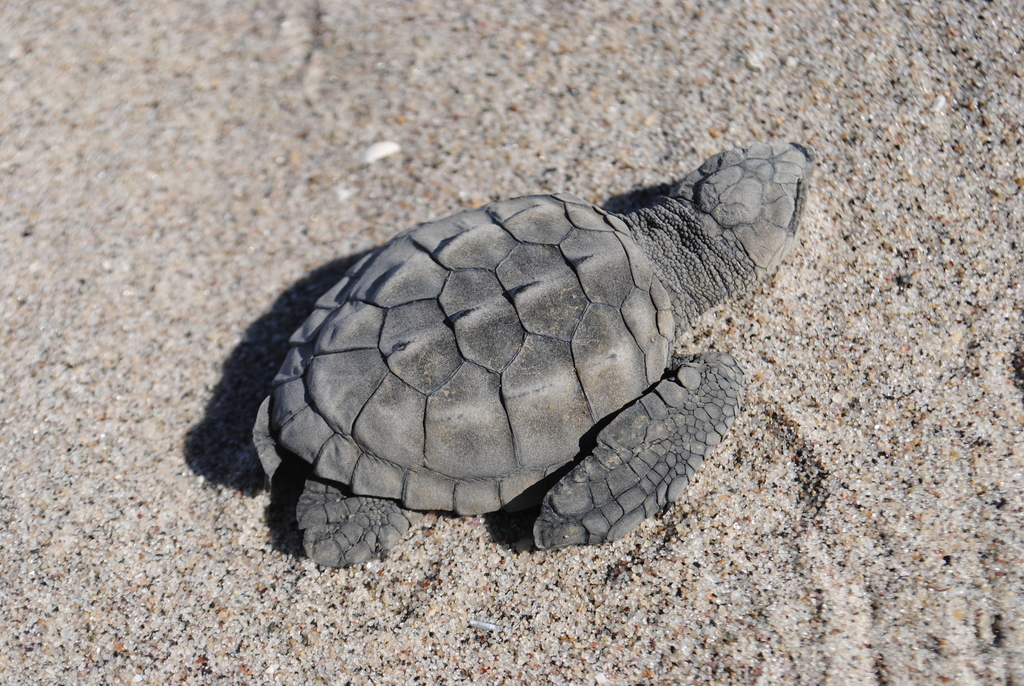 Kemp's Ridley