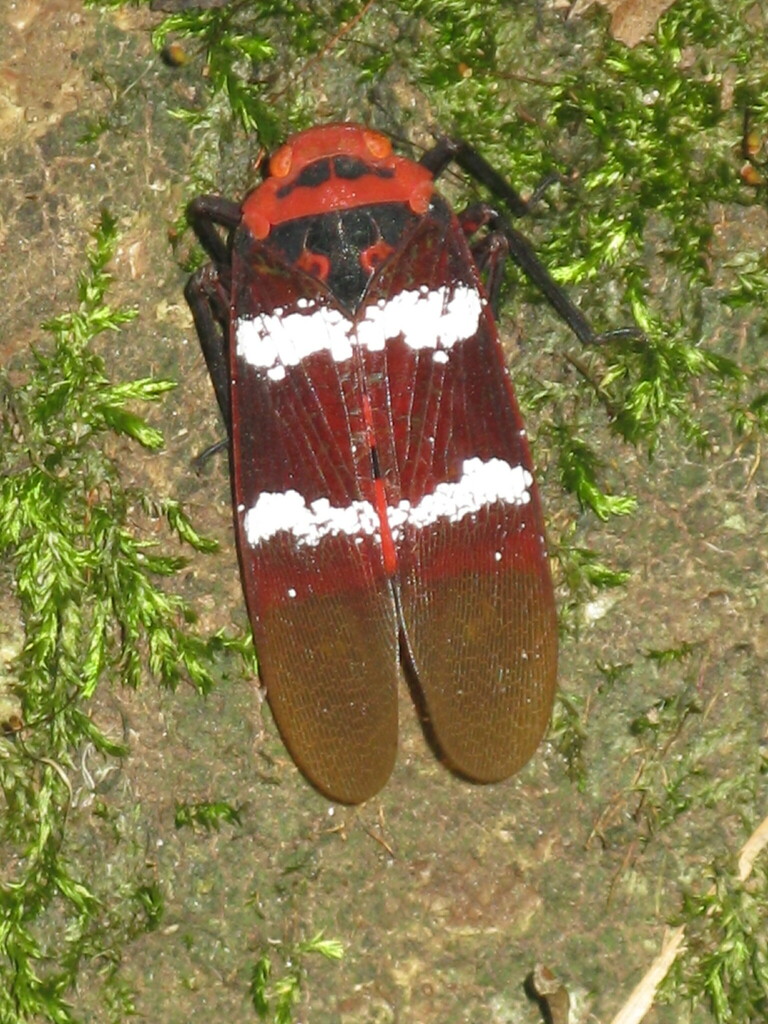 Metaphaena cristata