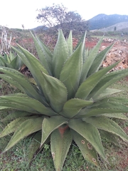 Agave gentryi