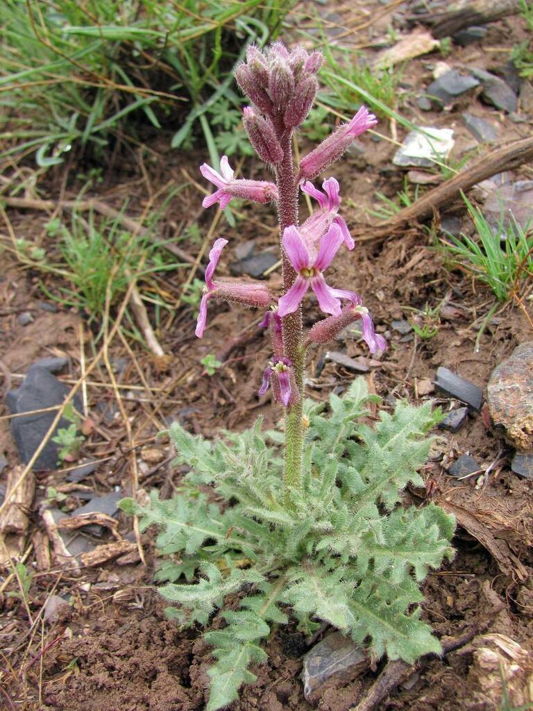 Parrya hispida