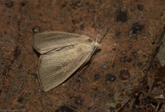 Lophocalama neuritis