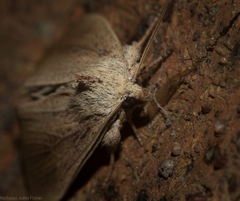 Lophocalama neuritis