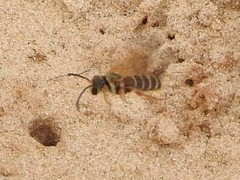 Dieunomia nevadensis