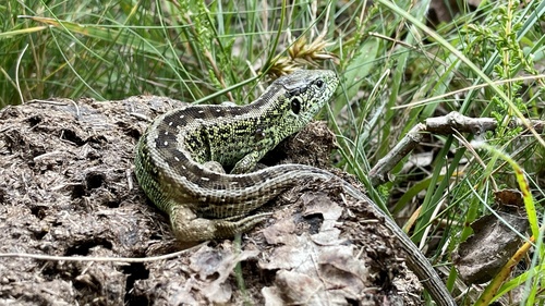 Sand Lizard, Schoorlse Duinen, Bergen (NH), Noord-Holland, NL, photo 9 of 10